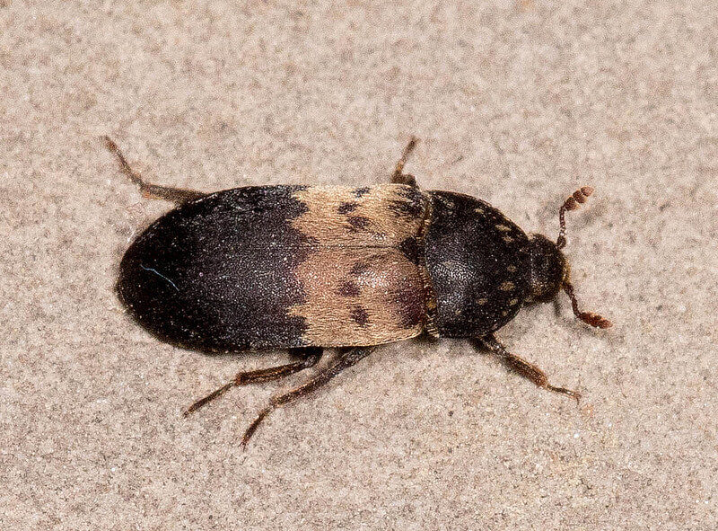 close-up image of a larder beetle