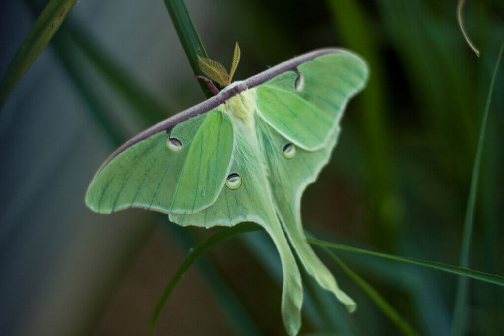 Actias luna, Luna moth