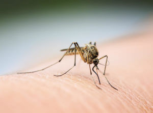 Mosquito biting human skin