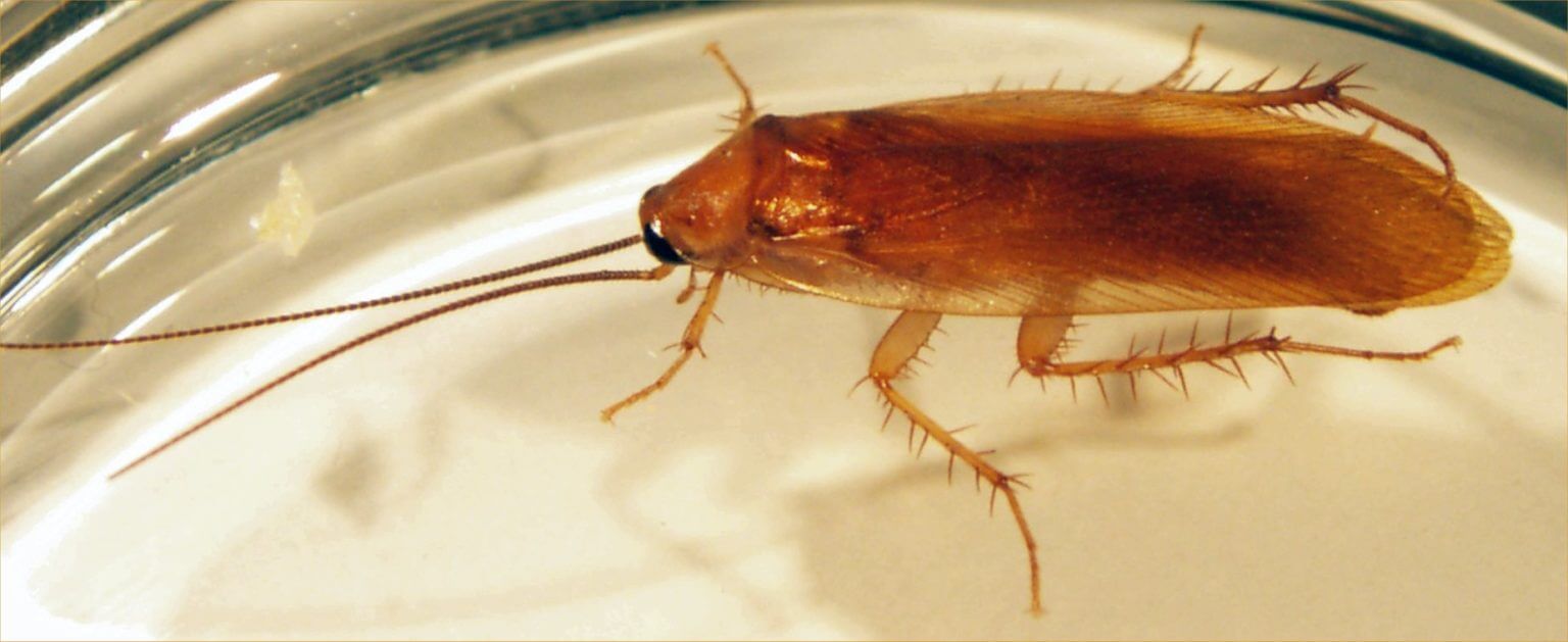 Woods Cockroach Facts, Identification, Control in the Home
