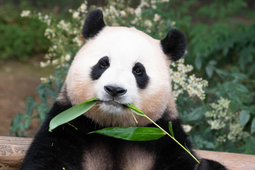 picture of a cute panda