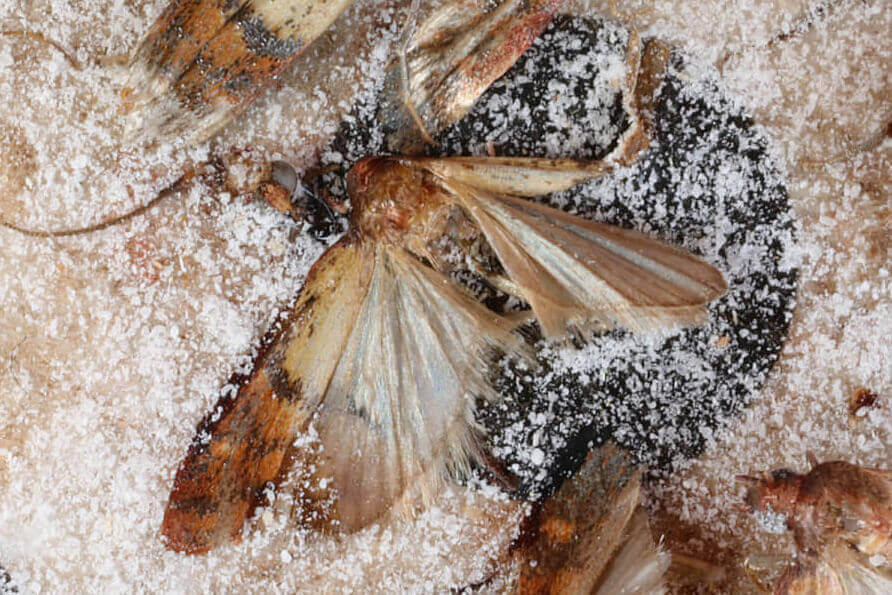 How to Get Rid of Clothes Moths and Their Larvae - The Facts