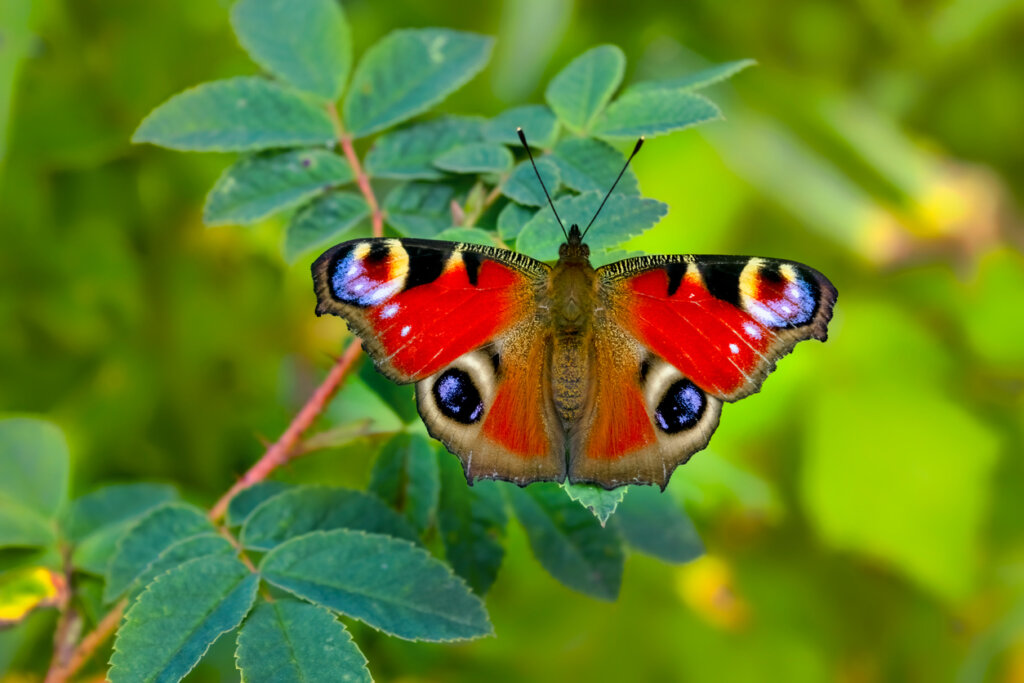 Close up of a fresh colorful Peacock butterfly , Inachis io, posing on a green leaf