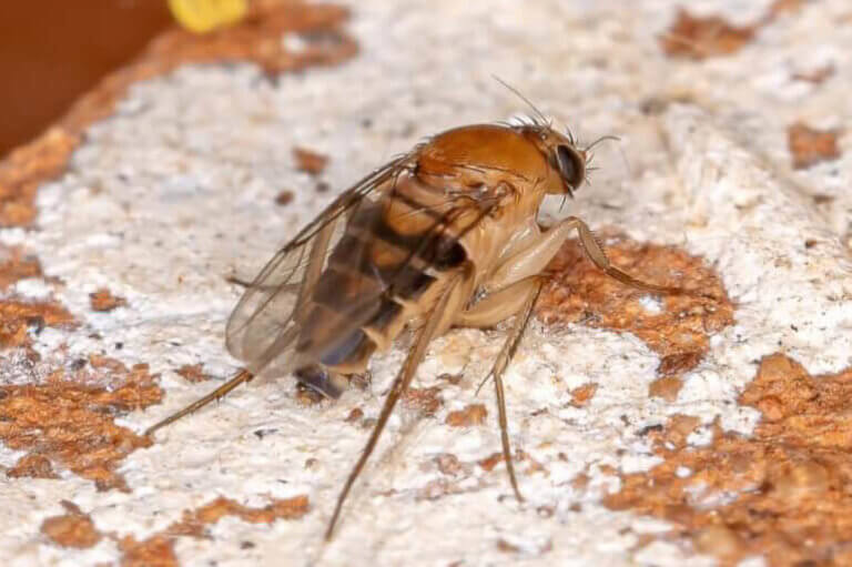 Phorid Fly Control: How to Handle Phorid Fly Infestations