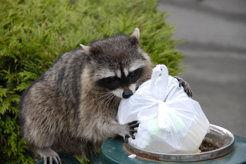 picture of a raccoon rummaging through trash