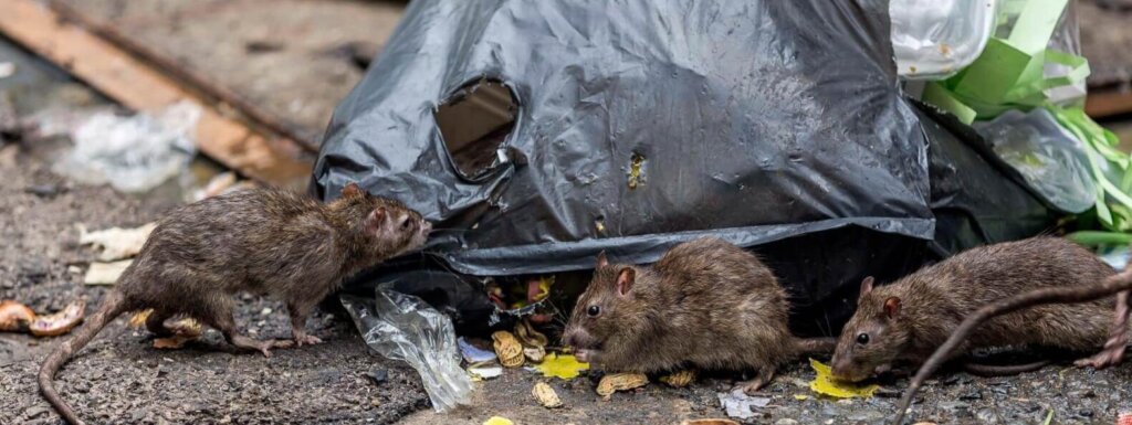 Rats eating garbage