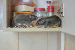 rodents in cupboard - signs of rodent activity in the house