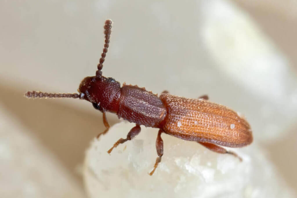 Sawtoothed Grain Beetle Facts & Information