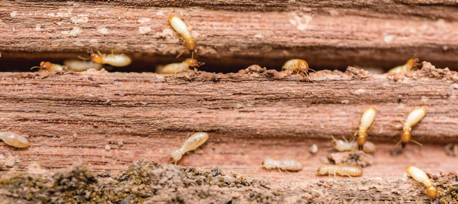 Spot wood damage, winged termites, etc. 