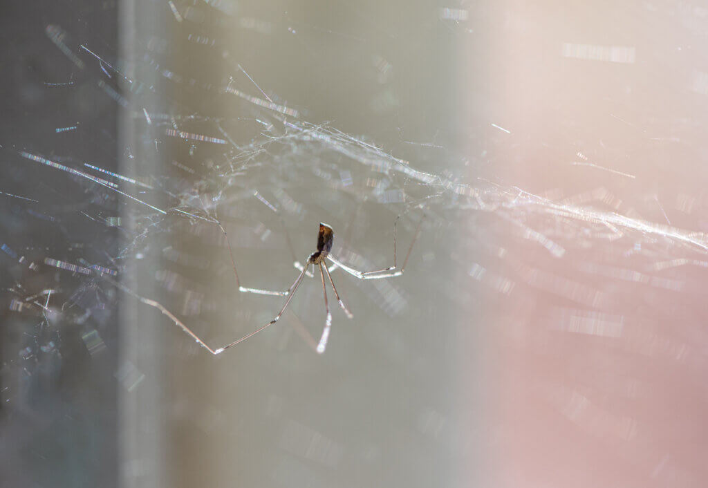 Daddy longlegs home spider with eight thin legs hanging from its cobweb in the corner.