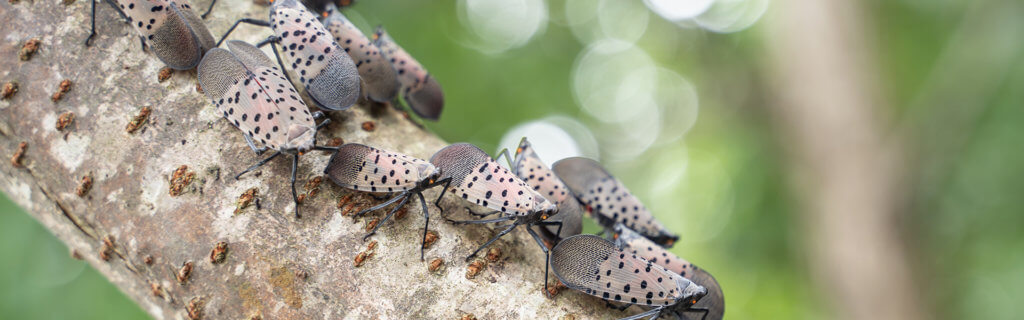 a swarm of spotted lanternflies crawling on a tree