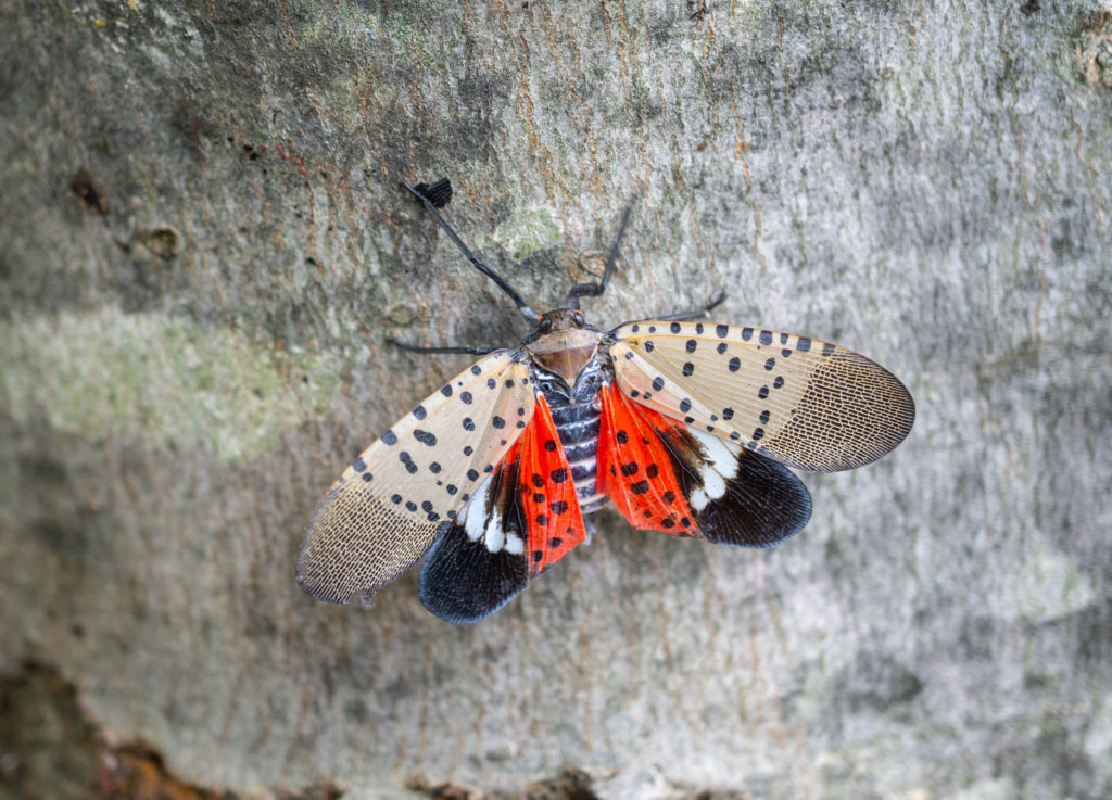 a spotted lanternfly spreading its wings