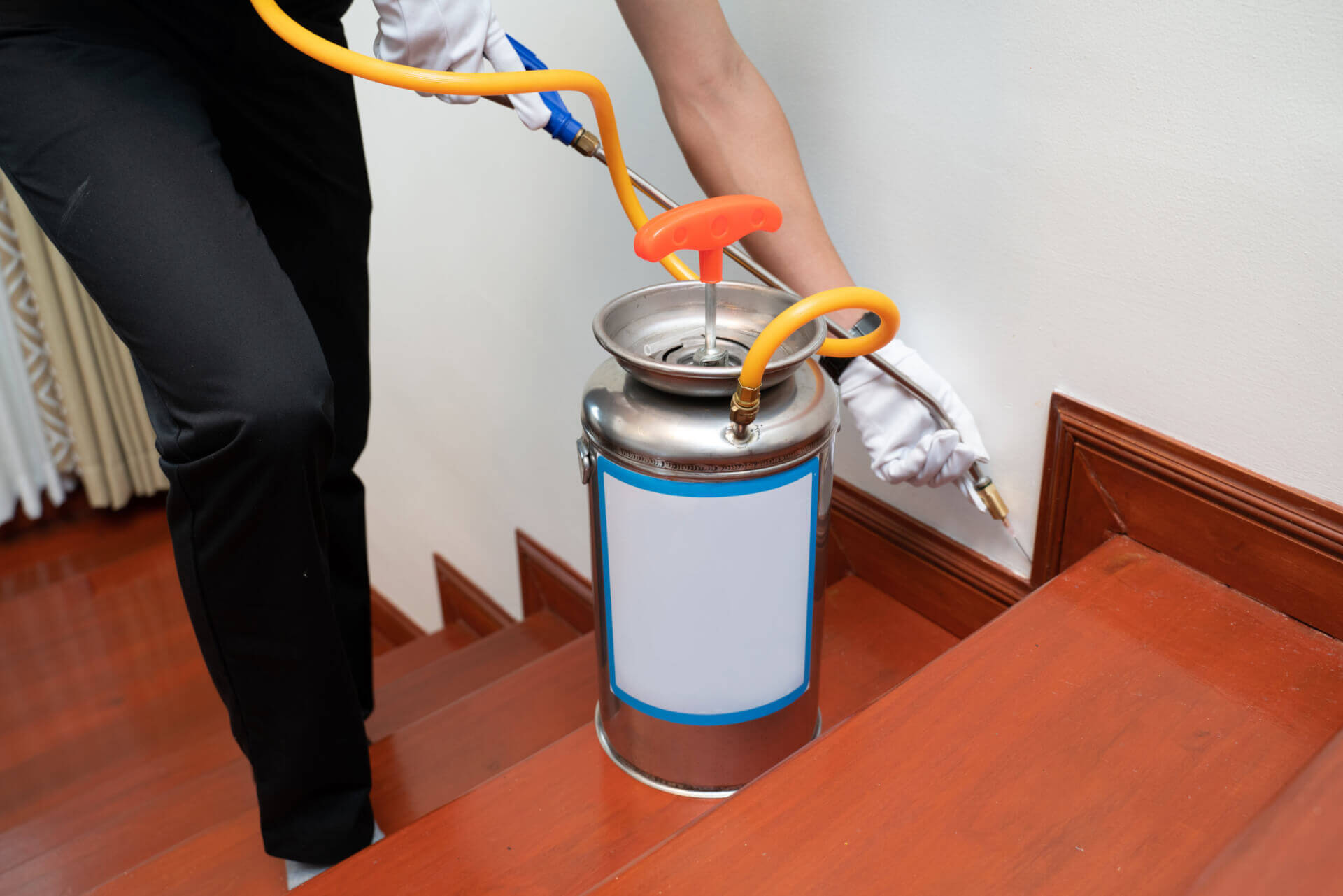 DIY Pest Control vs Traditional Pest Control - Waltham Pest Services