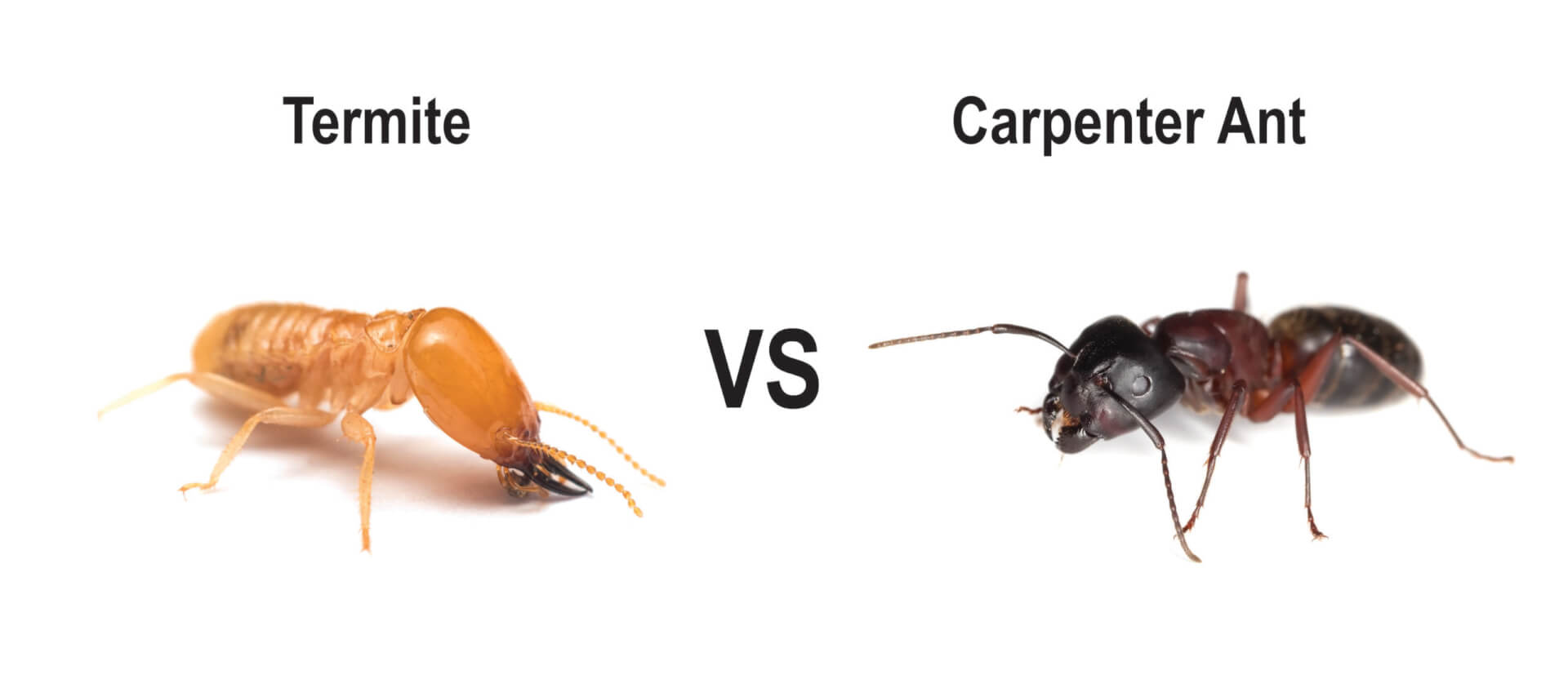 termite vs. carpenter ant image