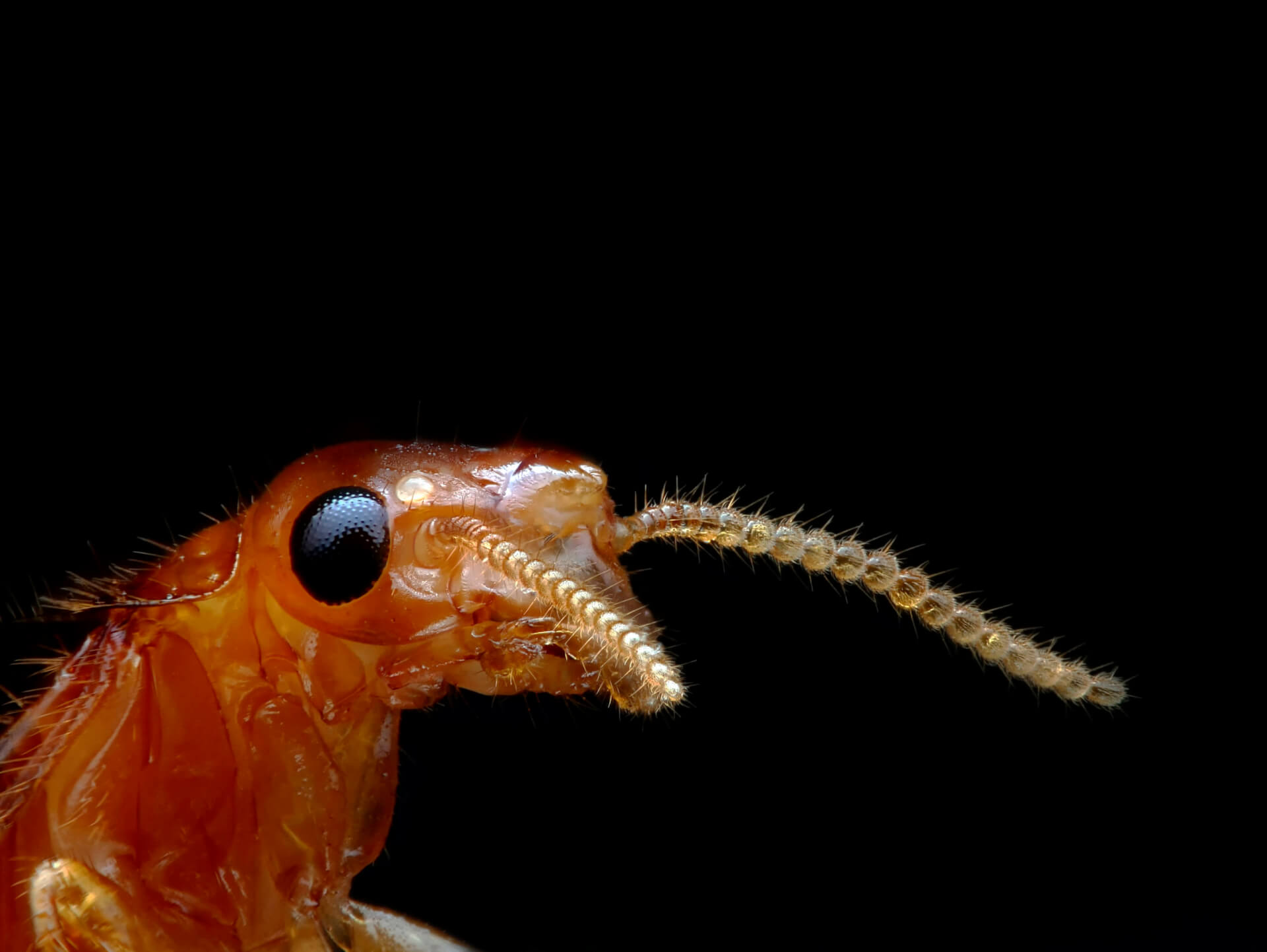 extreme closeup image of flying termite
