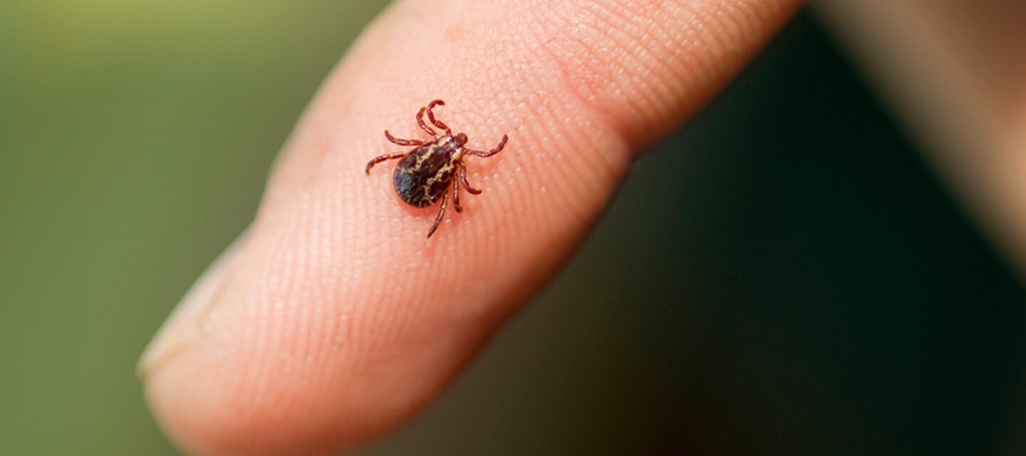 Pictures of Ticks: Photo Gallery of Tick Images - Waltham Pest ...