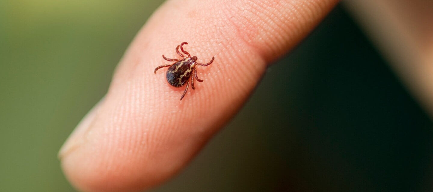 A Drawing Of A Deer 36 Pictures of Ticks: Photo Gallery of Tick Images - Waltham Pest ...