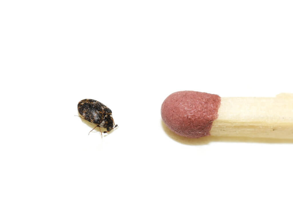 varied carpet beetle next to a matchhead for perspective