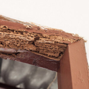 termite damage identified by a WDIR