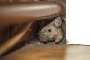 mouse peeking out of a hole it was able to access from a home