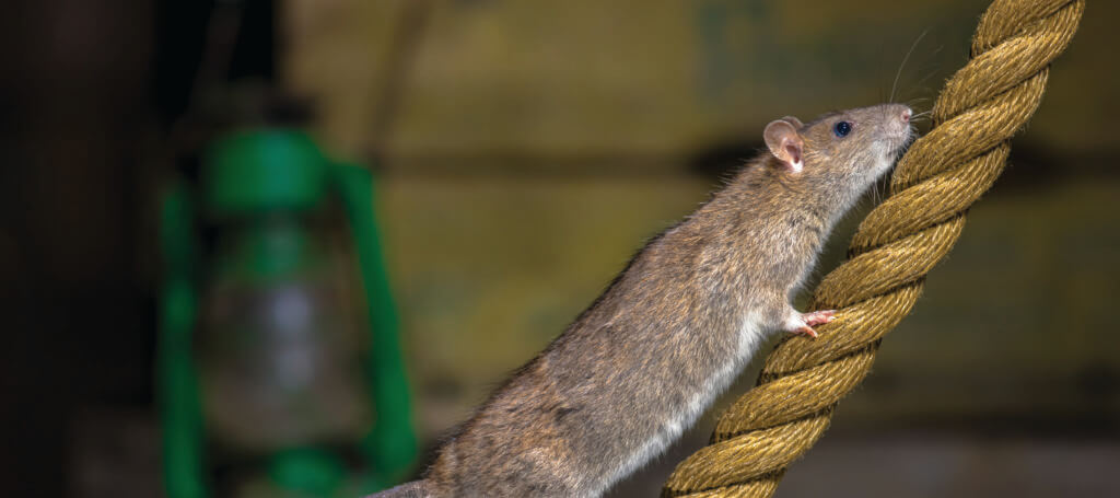 Remote pest control technology