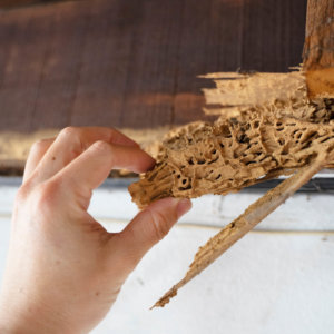 Waltham technician inspecting termite damage