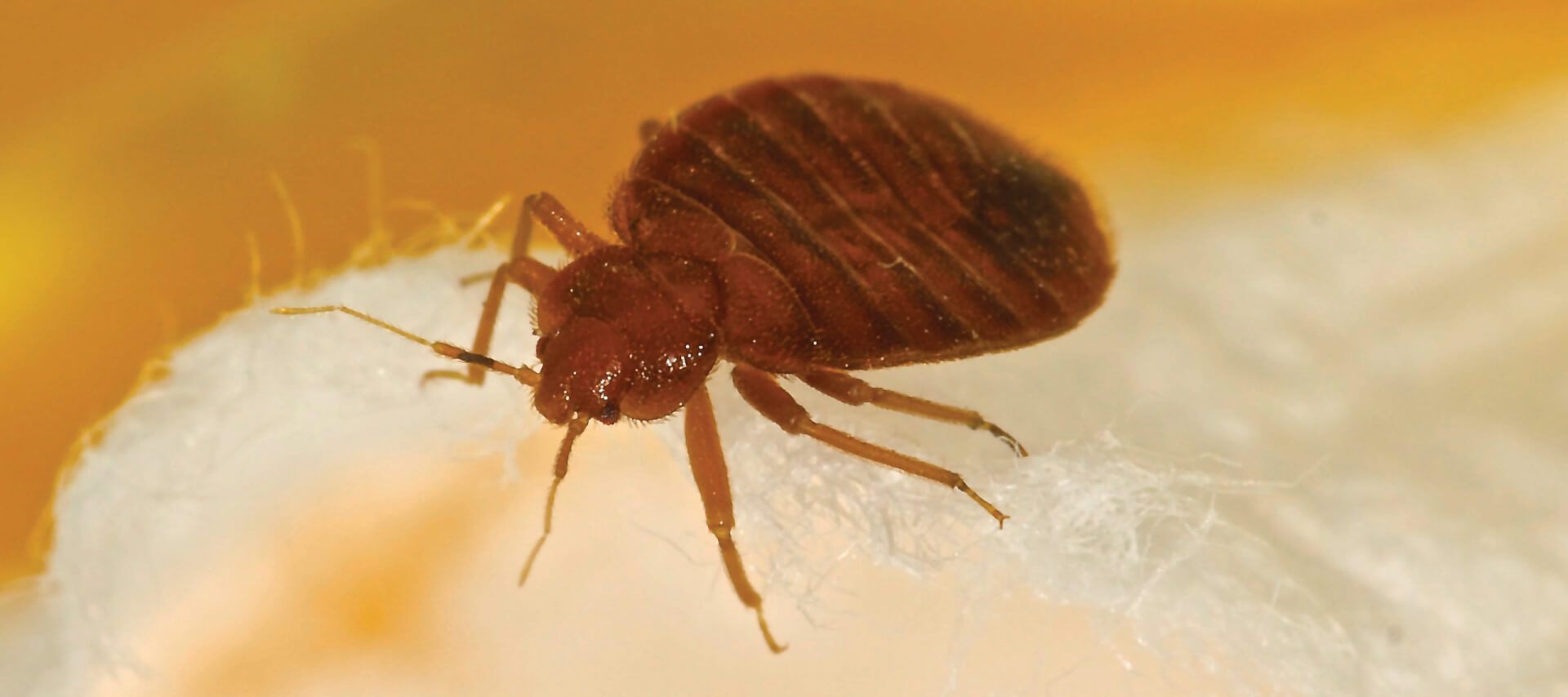 closeup picture of bed bug