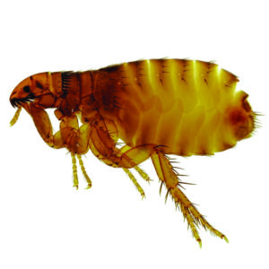 close up image of a flea