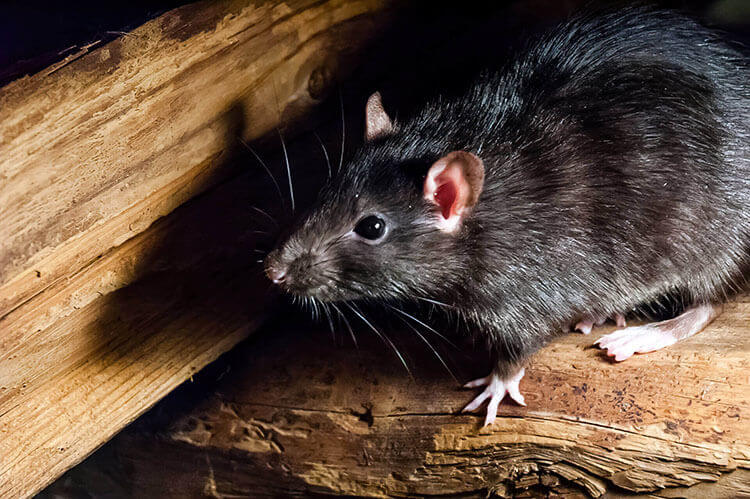 Pest Control