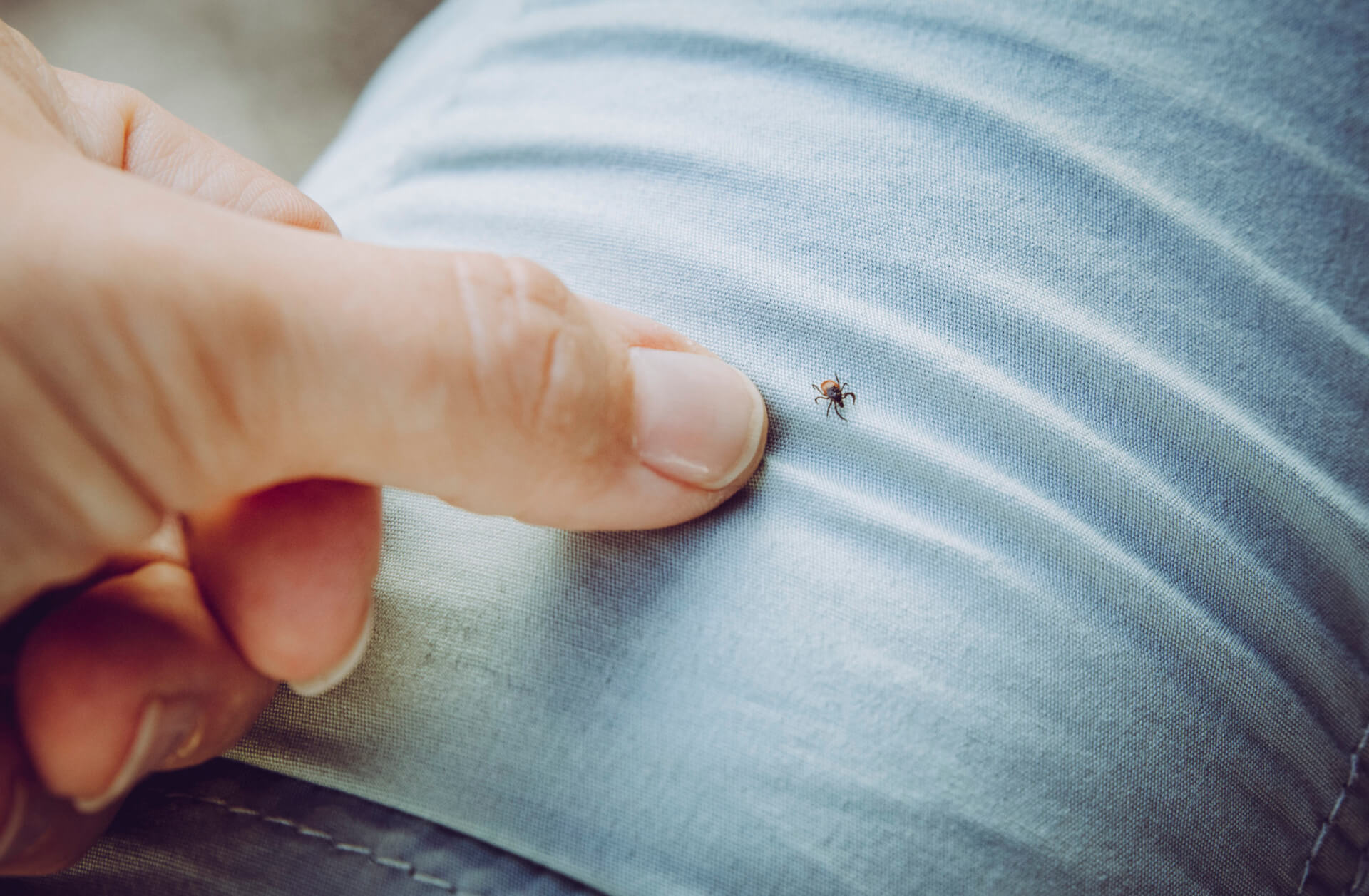 image of tick on someone's pants