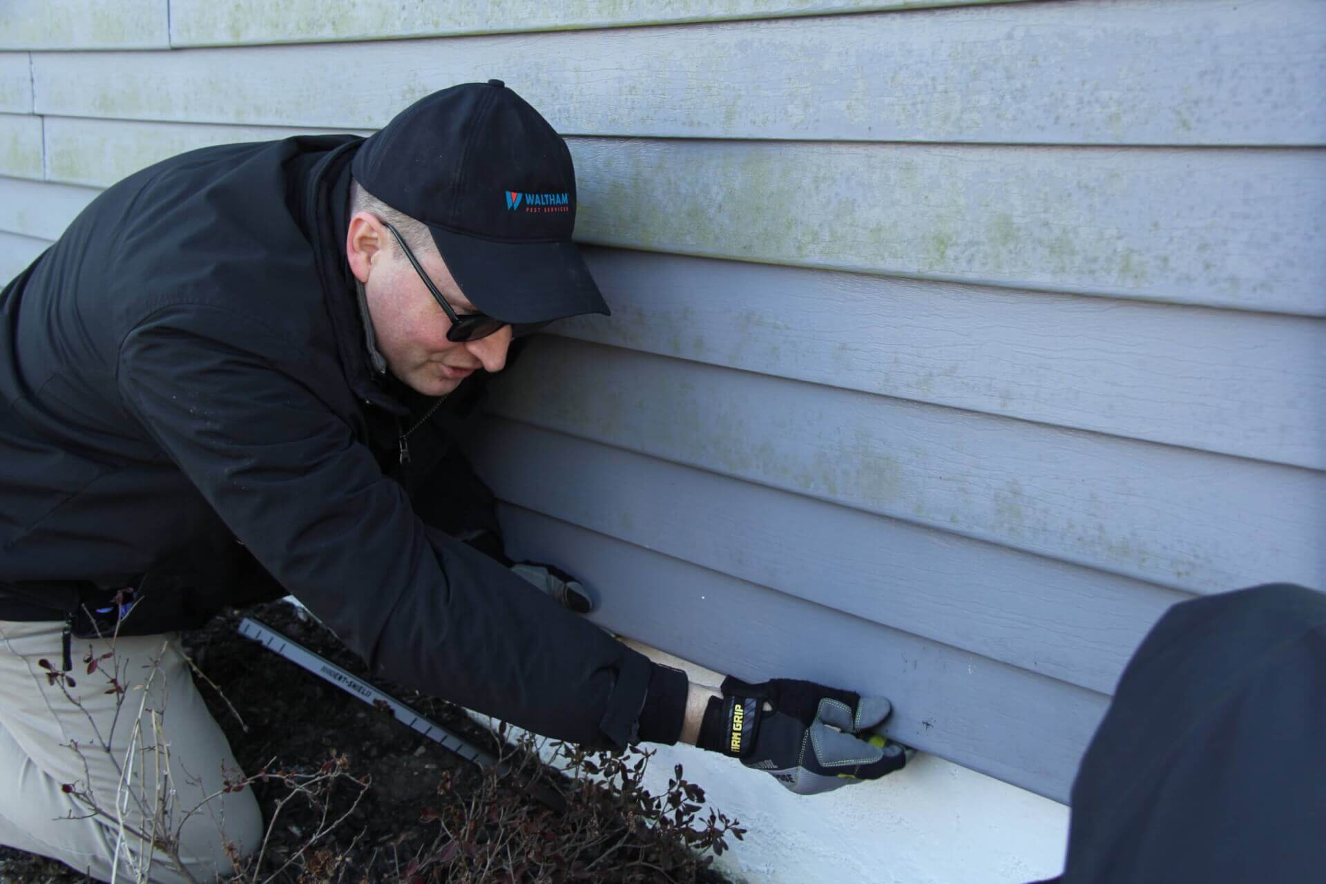 Western Pest How We Get Rid Of Ants