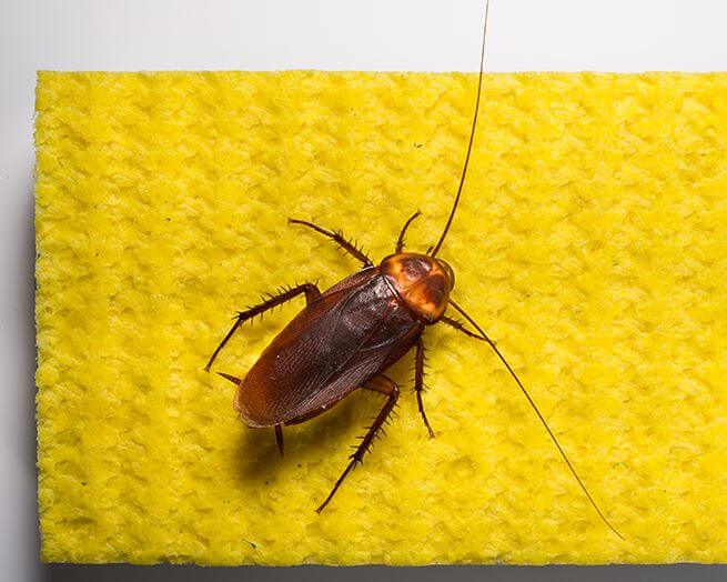 cockroach on a sponge image