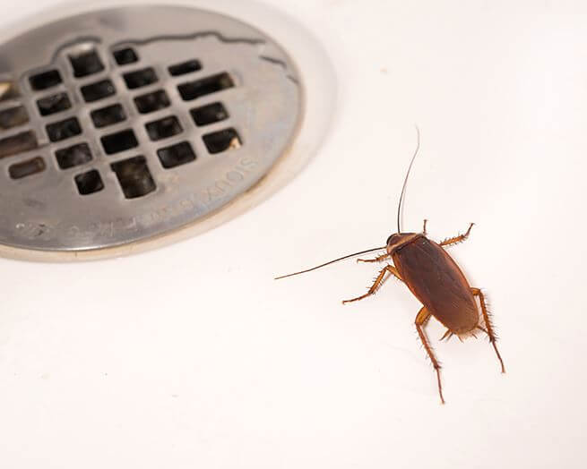 picture of cockroach in shower