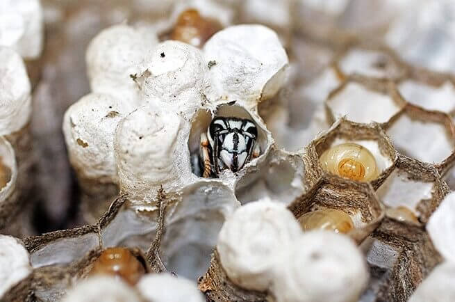 image of a bald-faced hornet