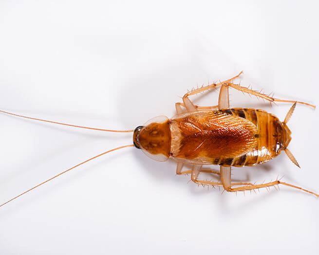 photo of brown banded cockroach