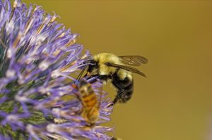 Image of a bumble bee on a flower