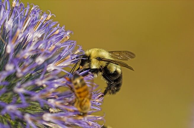image of bumble bee on a flower