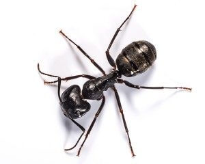 carpenter ant