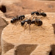 carpenter ants photo ant poop what do termite droppings look like frass termite droppings