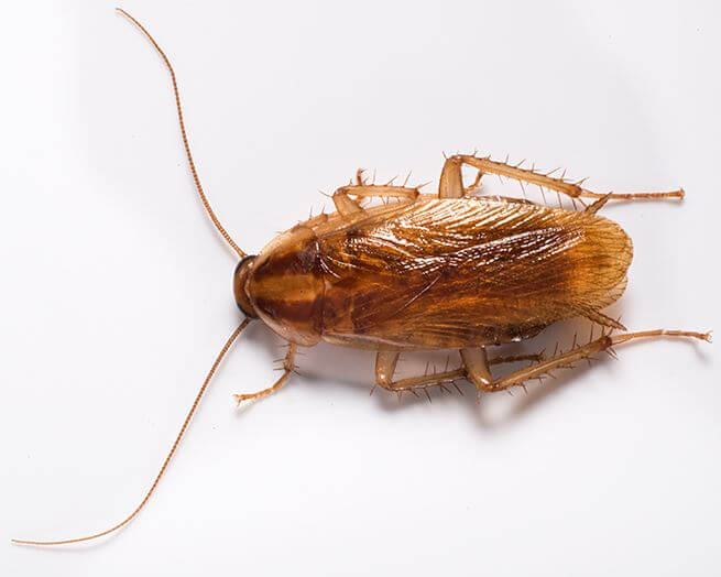 picture of a German cockroach