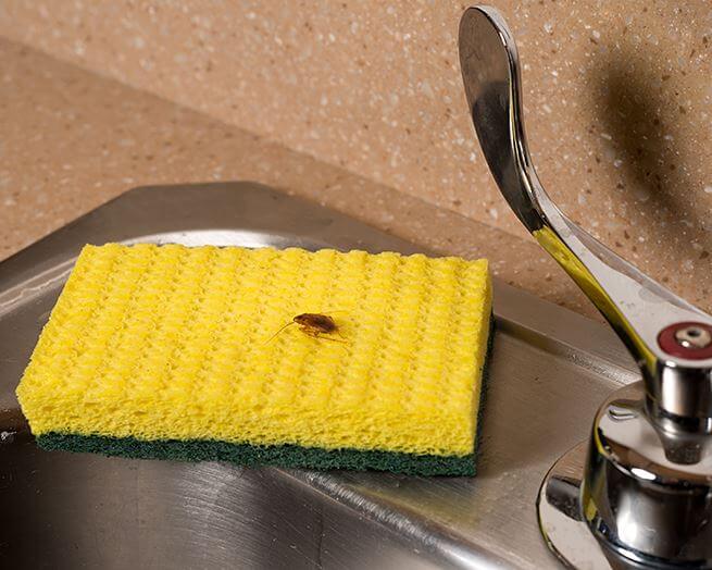 photo of German cockroach on kitchen sink