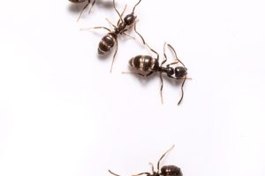 House ants