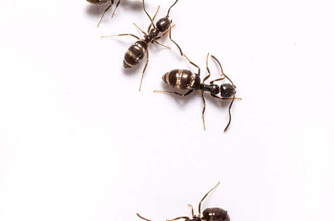 odorous house ants image