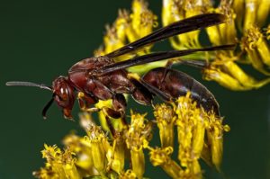 Image of a paper wasp