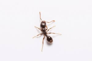 Pavement Ant