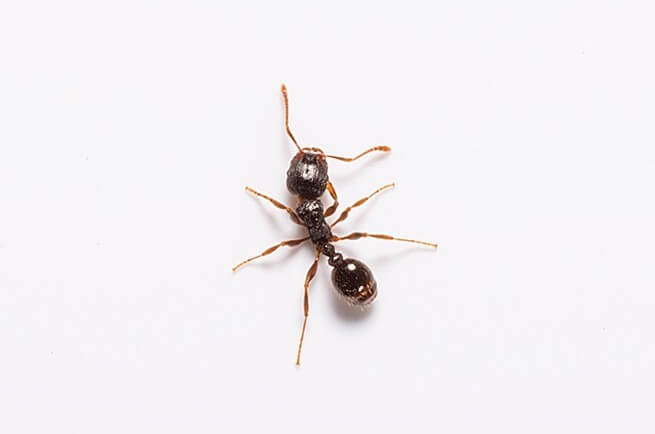picture of a pavement ant