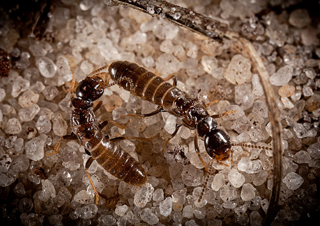 picture of two termites