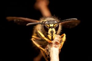 Closeup image of a yellow jacket