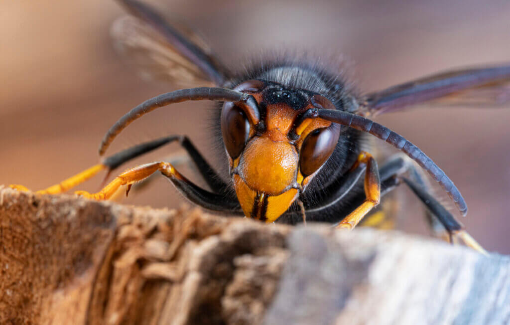 Asian hornet (Vespa velutina), also known as the yellow-legged hornet or Asian predatory wasp, is a species of hornet indigenous to Southeast Asia. It is of concern as an invasive species in European countries like France or Spain.