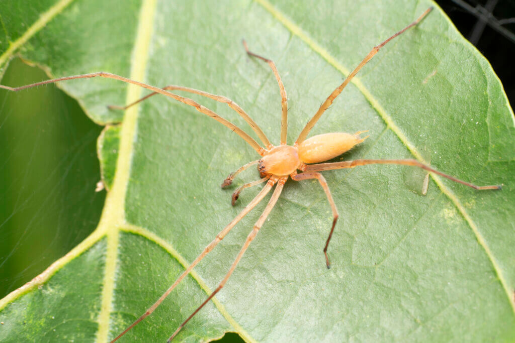 picture of a yellow sac spider